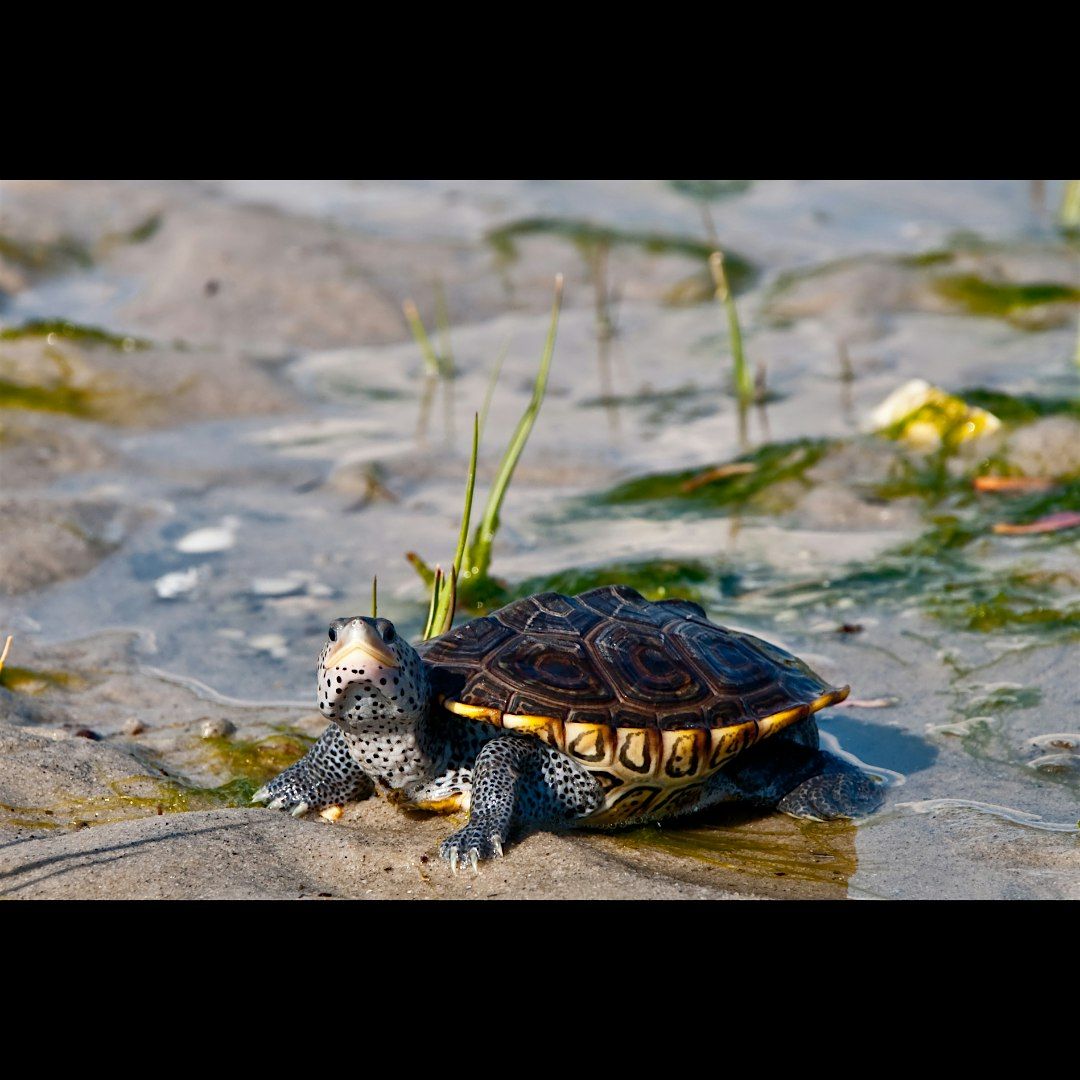 Diamondback Terrapins: Family Program, $4 per person upon arrival, 27 September | Event in Kings Park | AllEvents