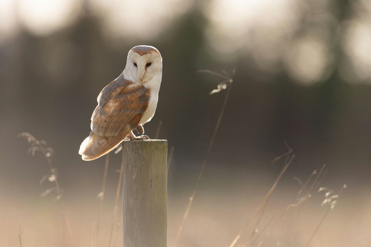 Wildlife of Cambridge, Jamie Clarkson - CPS 25 Talks, 18 October | Event in Cambridge | AllEvents