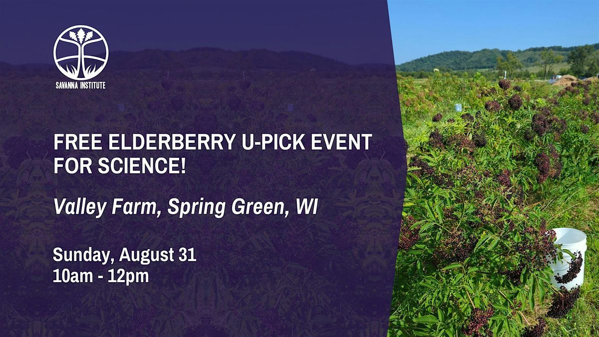 Free Elderberry U-Pick Event, For Science!, 31 August | Event in Spring Green | AllEvents