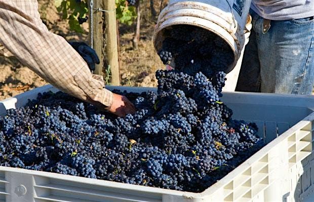 Pinot Noirs From Around the World, 3 September | Event in Chicago | AllEvents