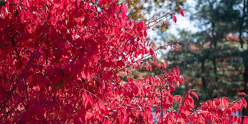 Habitat Advocate: Invasive Species ID & Mitigation, 13 September | Event in Lancaster | AllEvents