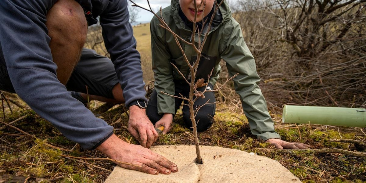 Tree planting revisit with Moor Trees at Christow, 30 November | Event in Christow | AllEvents
