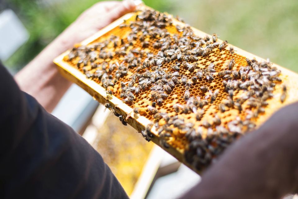 Tennessee Beekeeper's Association Fall Conference October 6th and 7th, 6 October | Event in Murfreesboro | AllEvents.in