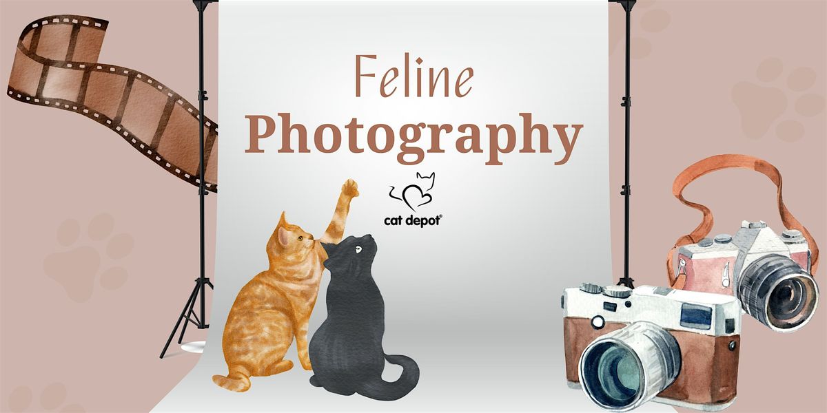 Feline Photography Session 3, 27 April | Event in Sarasota | AllEvents
