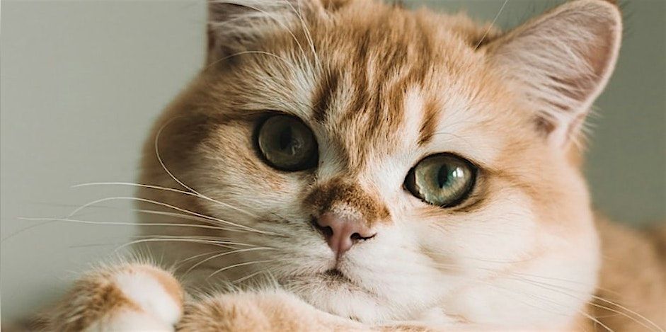 Paws to Read- Read to a Cat in December, 13 December | Event in Pennington | AllEvents