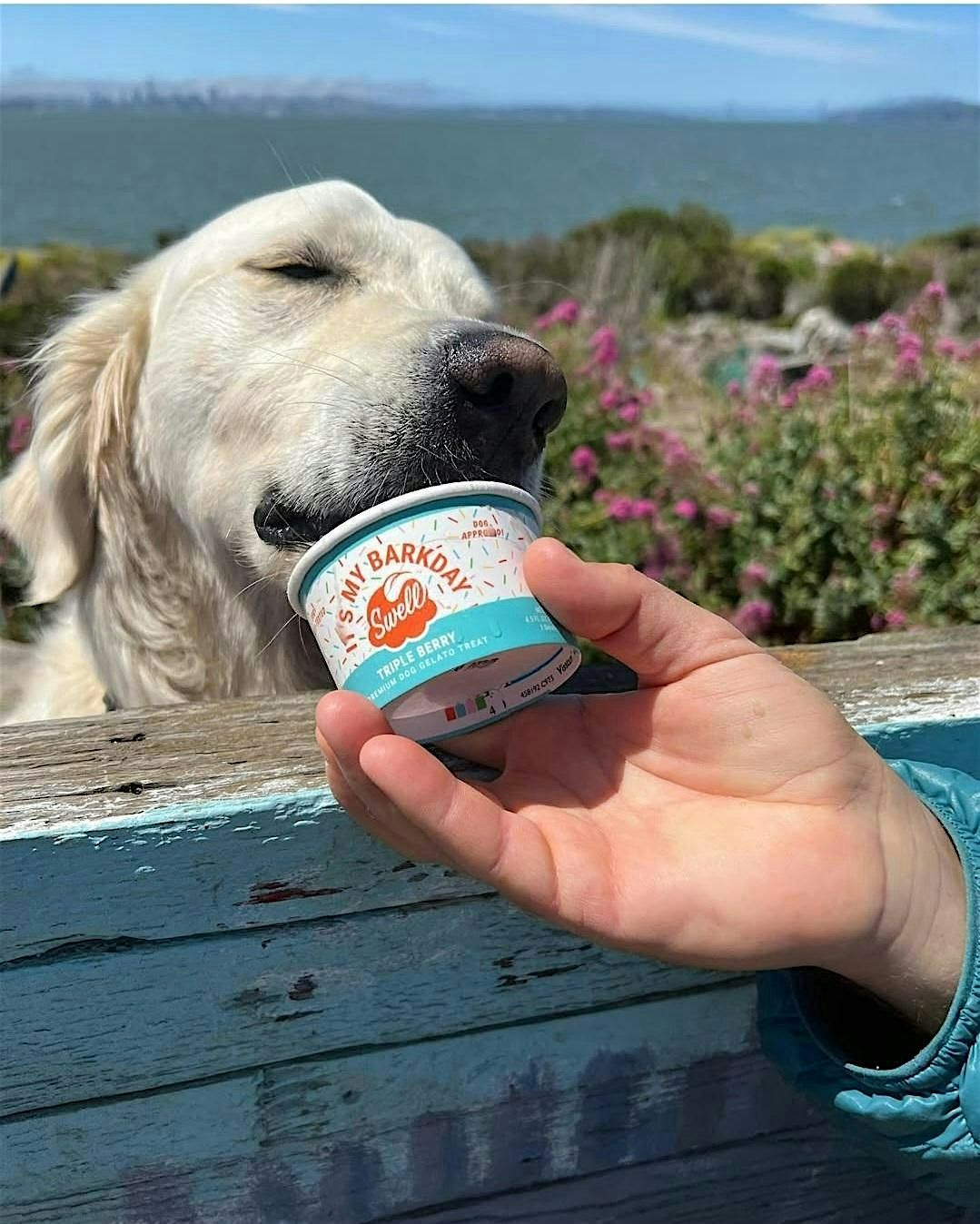 BARK IF YOU'RE DIRTY BARK BUDDIES : ICE CREAM SOCIAL, 24 May | Event in Phoenix | AllEvents
