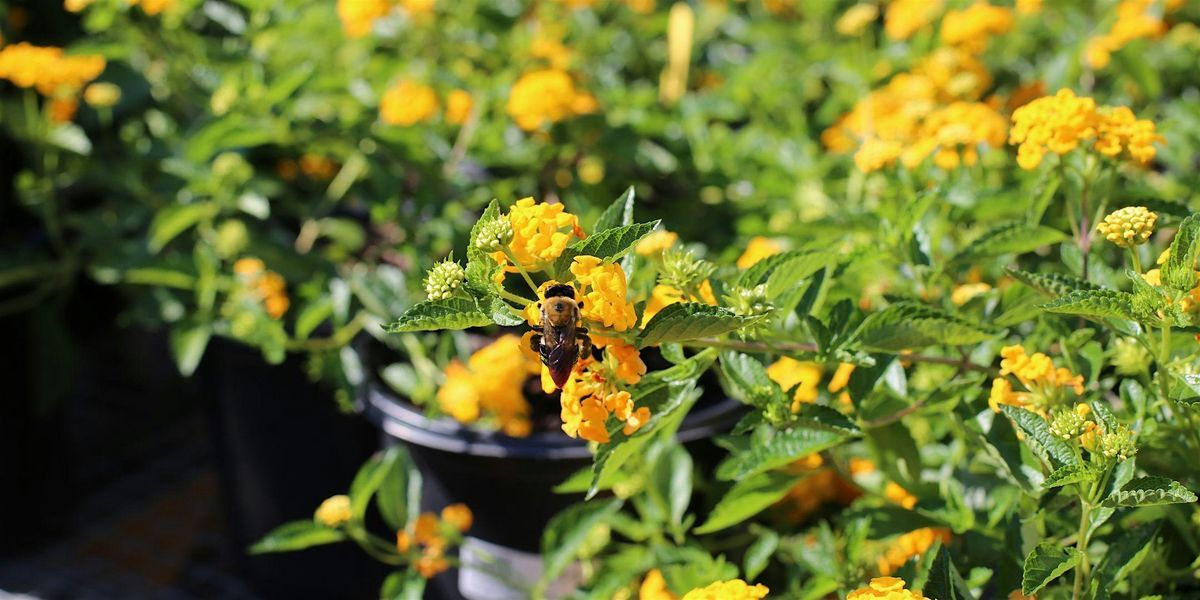 Pollinator Expo, 7 June | Event in Aiken | AllEvents
