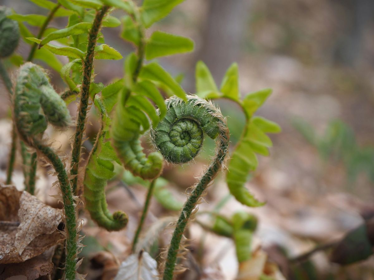 Ecology Nature Walk at Bramhall Wilderness Preserve, 9 August | Event in Bridgewater | AllEvents