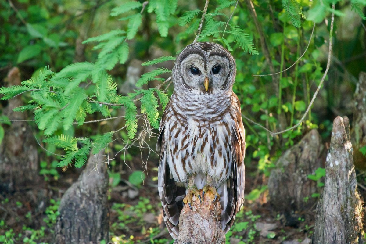 Owl Pellet Dissection, 30 July | Event in Fort Myers | AllEvents