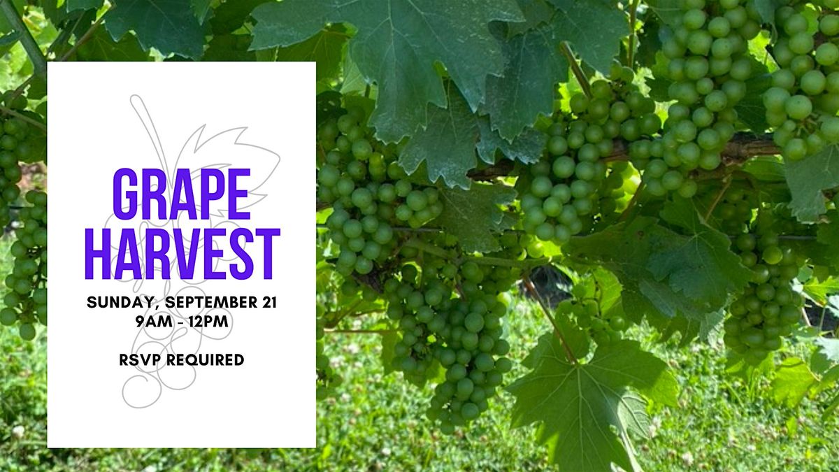 Open Harvest - Grape Picking, 21 September | Event in Furlong | AllEvents