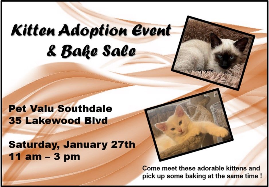 Kitten Adoption Event & Bake Sale at Pet Valu Southdale, Pet Valu