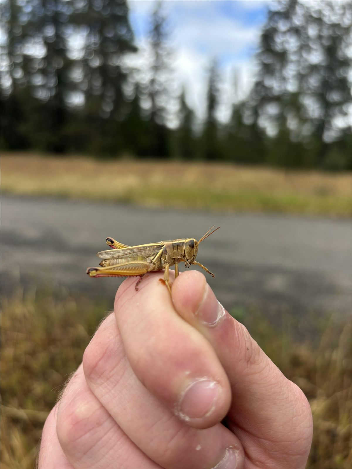 Grasshoppers of the Monument - Saturday Excursion, 9 August | Event in Ashland | AllEvents