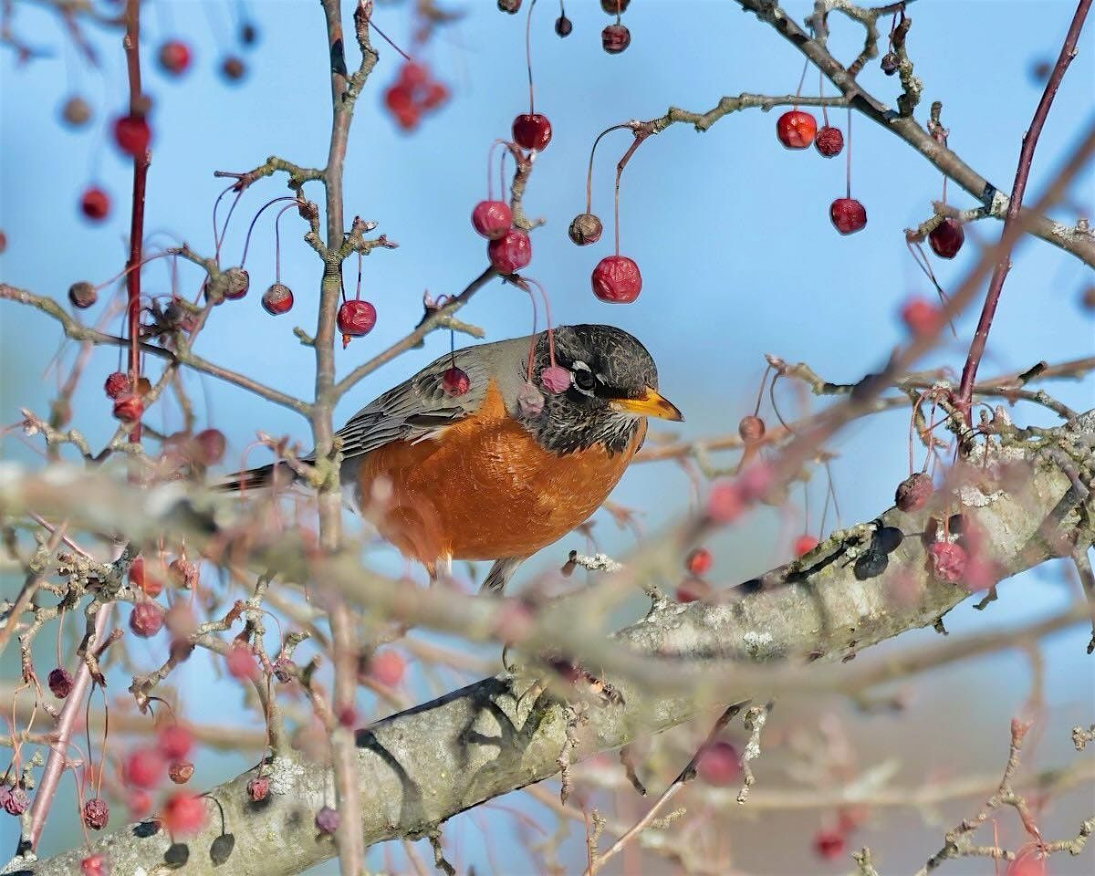 Understanding Bird Migration with the Mass Audubon Society, 10 October | Event in Lee | AllEvents