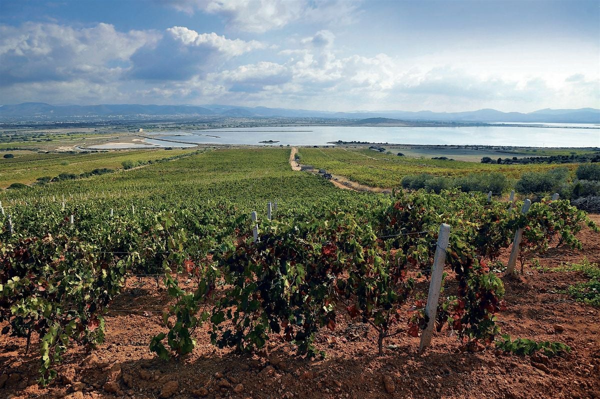 Wine tasting: Discovery tour of Sardinian wines, 19 June | Event in Etterbeek | AllEvents