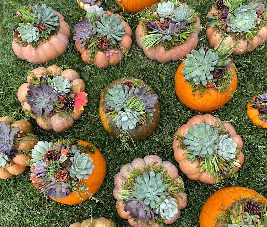 Succulent Pumpkin Workshop, 18 October | Event in Norco | AllEvents