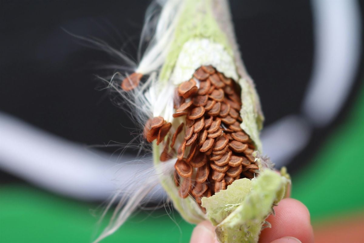 Seed Saving with Massachusetts Master Gardeners, 18 September | Event in Worcester | AllEvents