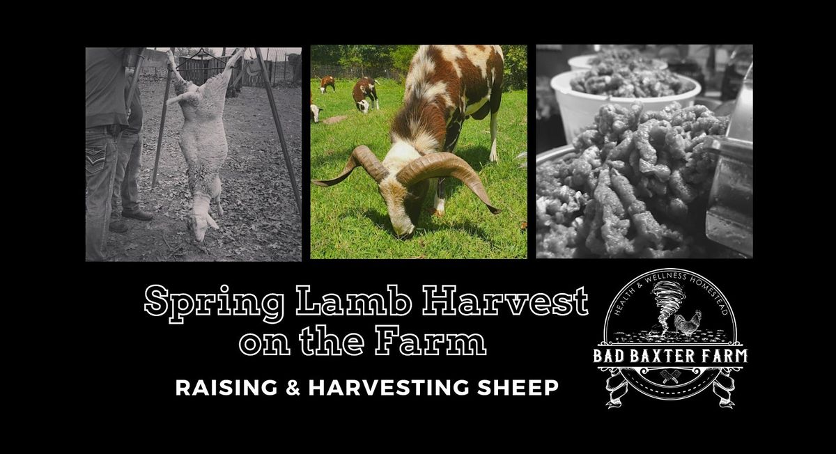 Small Ruminant Harvest -  Lamb, 28 September | Event in Wellston | AllEvents