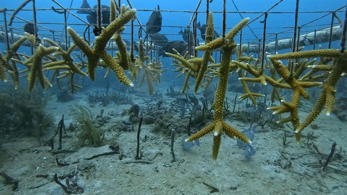 Reef Royale - GAME ON for Coral Reefs, 8 November | Event in Denver | AllEvents