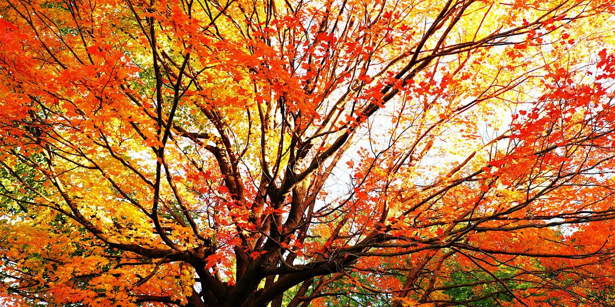 Fall Foliage Walk (Ages 8+), 18 October | Event in Niagara Falls | AllEvents