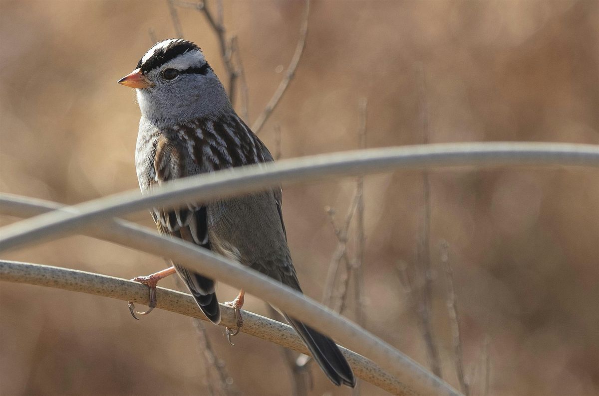 Family Friendly Nature Walk at the Cosumnes River Preserve, 24 May | Event in Galt | AllEvents