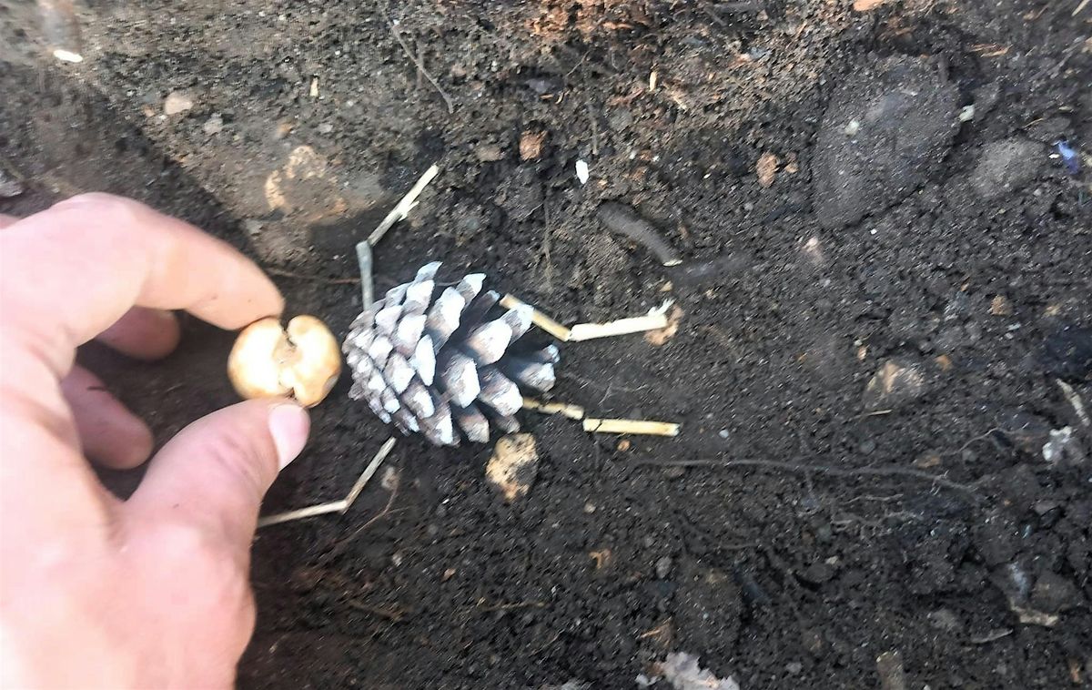 Halloween Bulb Planting at Alexandra Park, 31 October | Event in Poole | AllEvents