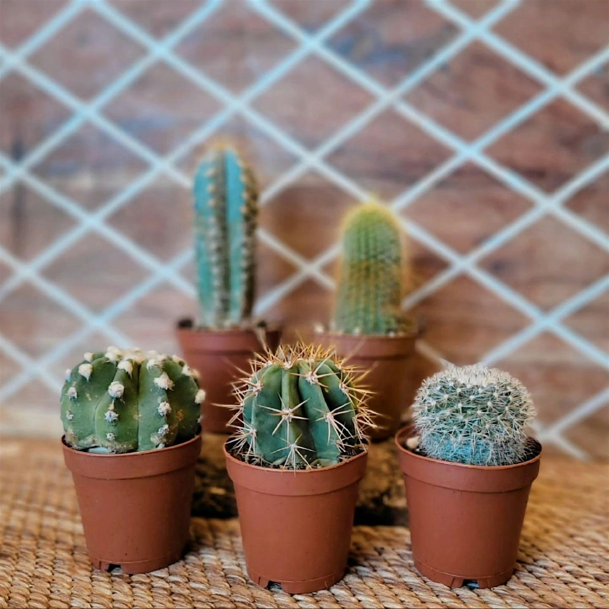 It's a Prickly Path to Peace Succulent & Cactus Class, 6 August | Event in New London | AllEvents
