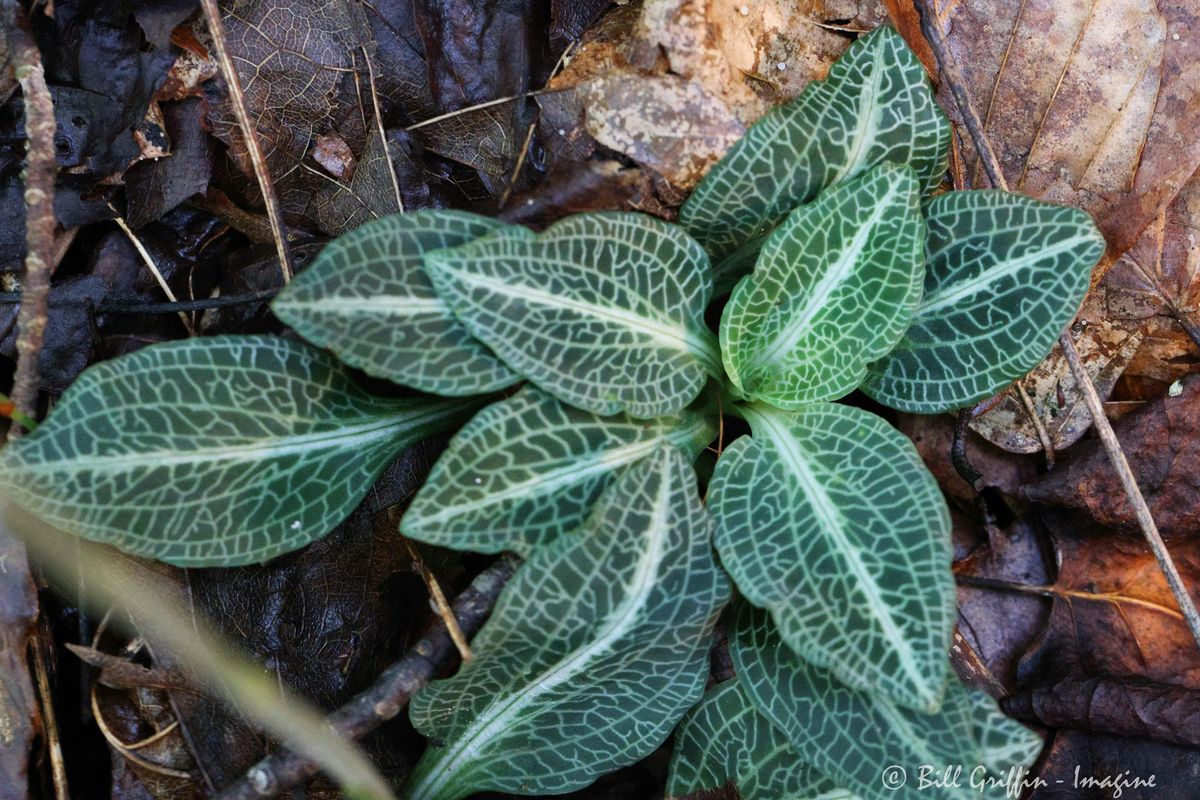 Naturalist Hike: 'Some Feed Us, Some Heal Us, Some K*ll Us | Event in Elkin | AllEvents