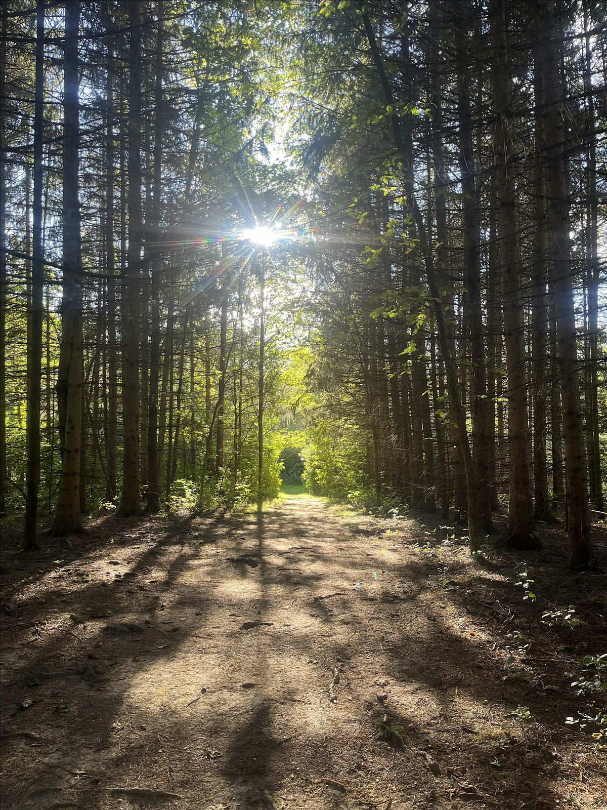 Forest Therapy at LP Nature Center, 31 August | Event in Twinsburg | AllEvents