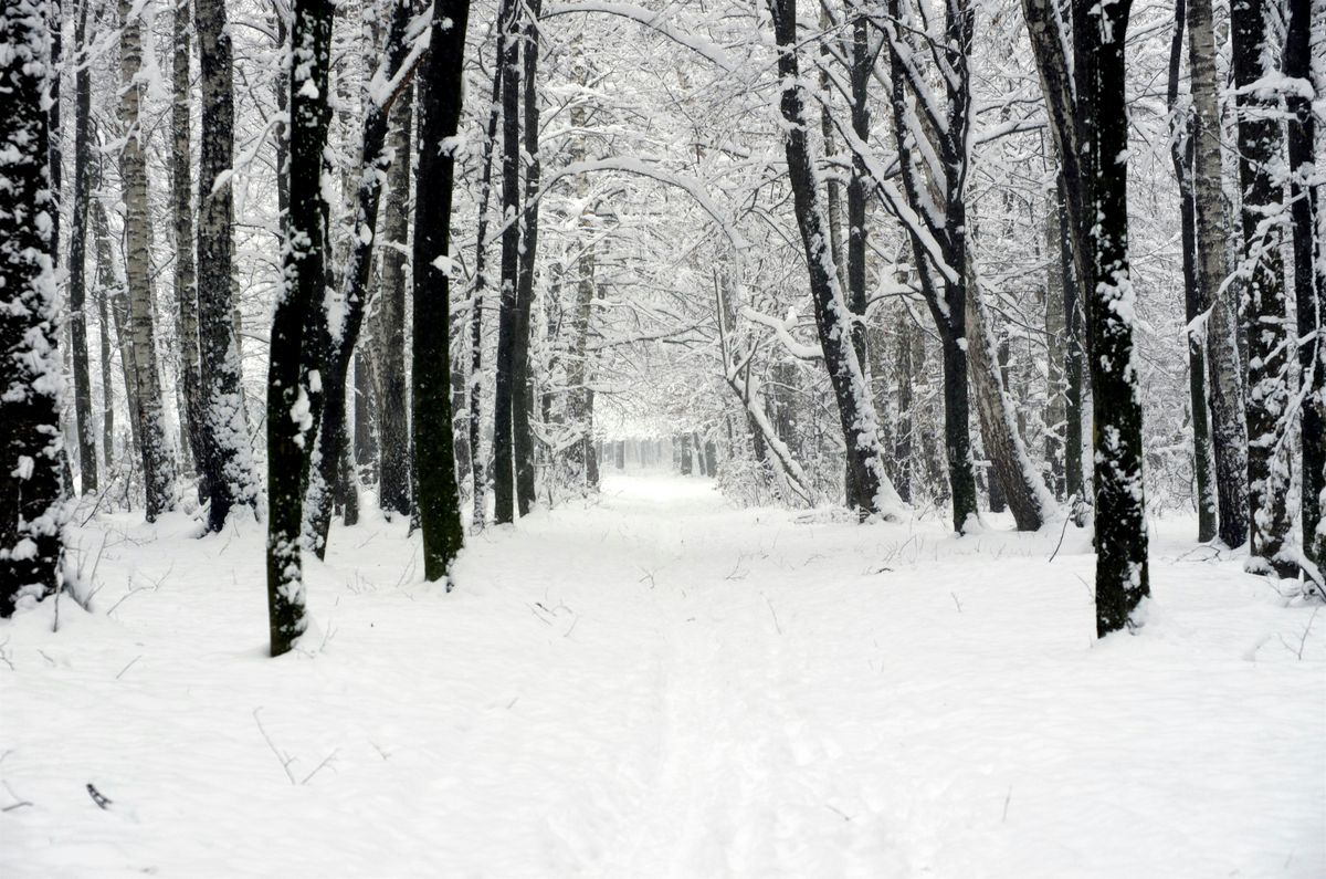 Reverie Baroque - Winter Dreams, 16 November | Event in Devon | AllEvents