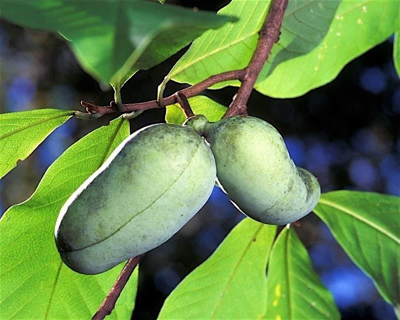 The Amazing Pawpaw at Tucquan Glen & Pyfer Nature Preserves, 3 September | Event in Holtwood | AllEvents