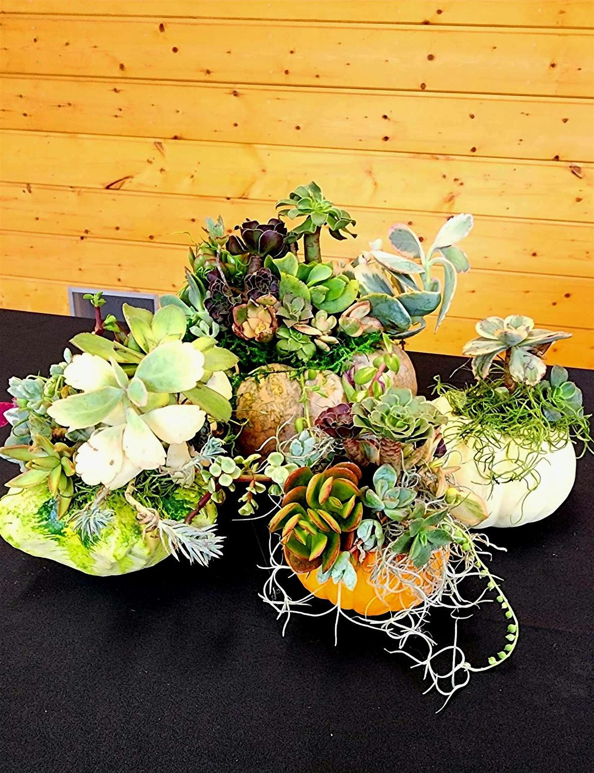 Make a Holiday Succulent-Pumpkin Arrangement, 12 October | Event in La Mesa | AllEvents