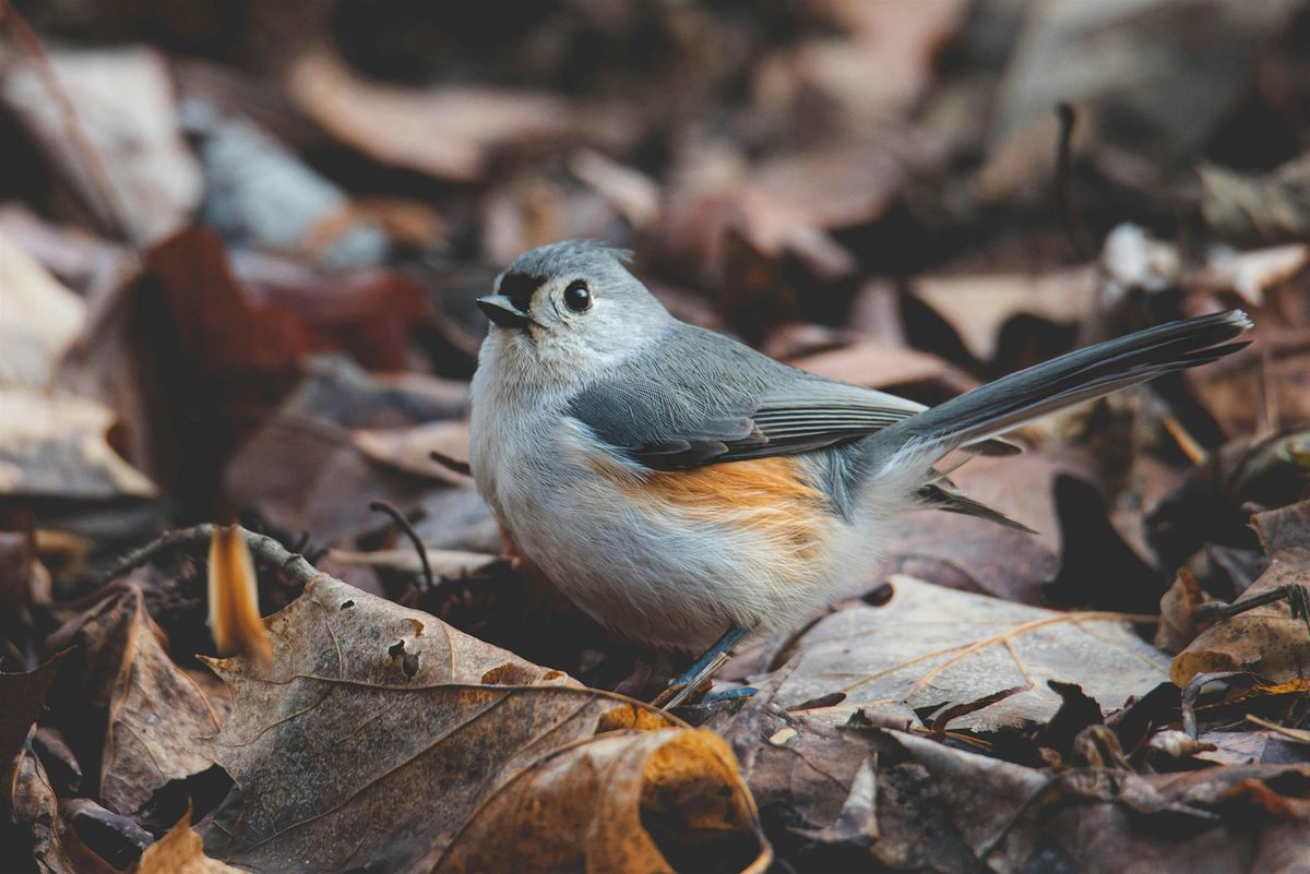 Outdoor Afro Community Birding Tour-Lookout Hill, 12 October | Event in Brooklyn | AllEvents
