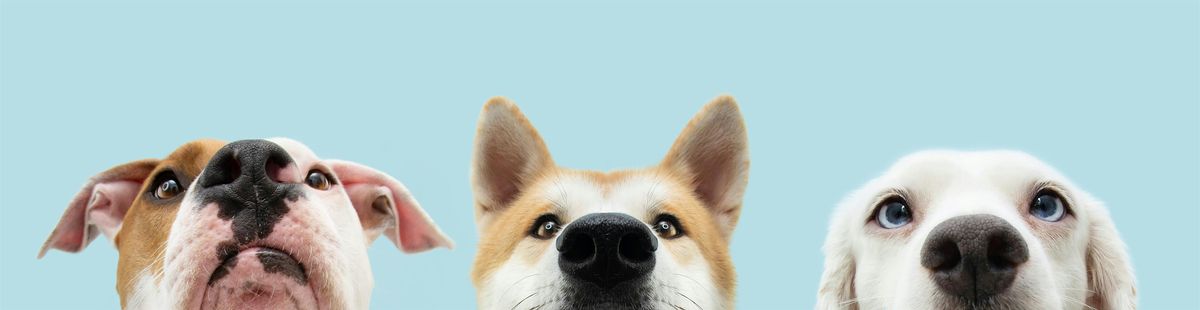 Yappy Hour with Tito's Handmade Vodka and Forgotten Dogs Rescue, 8 May | Event in Seattle | AllEvents