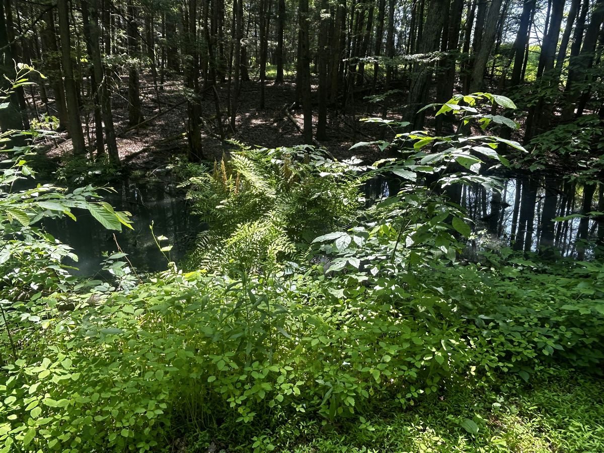 Wild Woods Restoration Walk at Salisbury Mills, 7 September | AllEvents