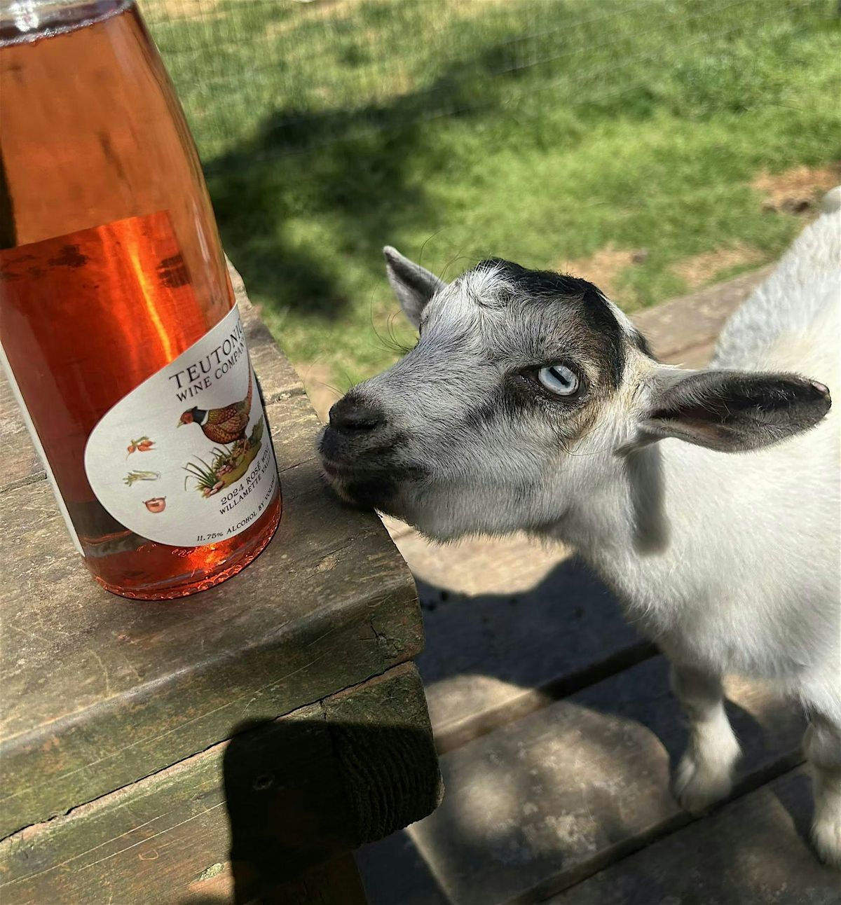 Wine Tasting and Cuddles with Baby Goats!, 28 June | Event in Portland | AllEvents