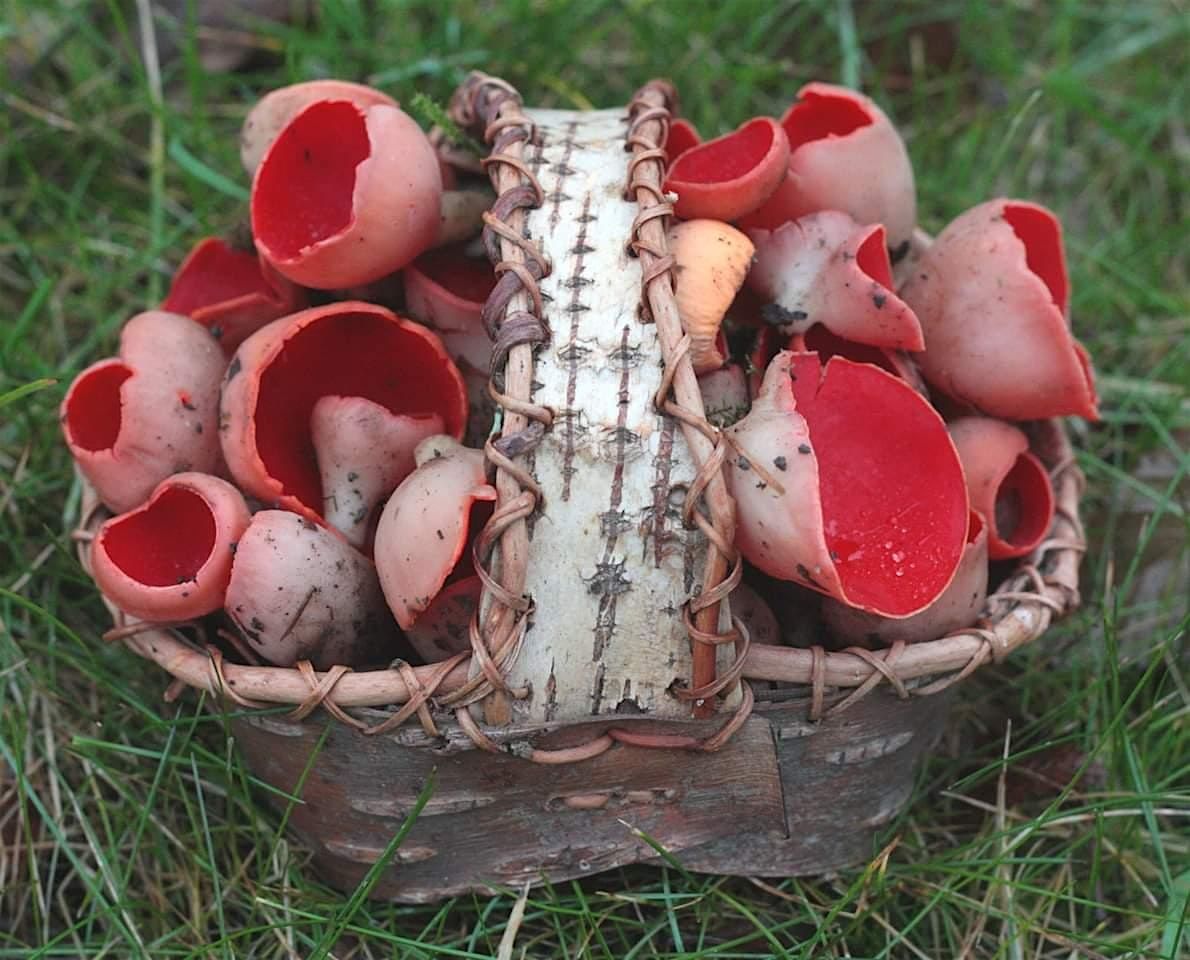 Fungi Forage and Feasting (Forest Row, Ashdown Forest), 18 October | Event in Forest Row | AllEvents