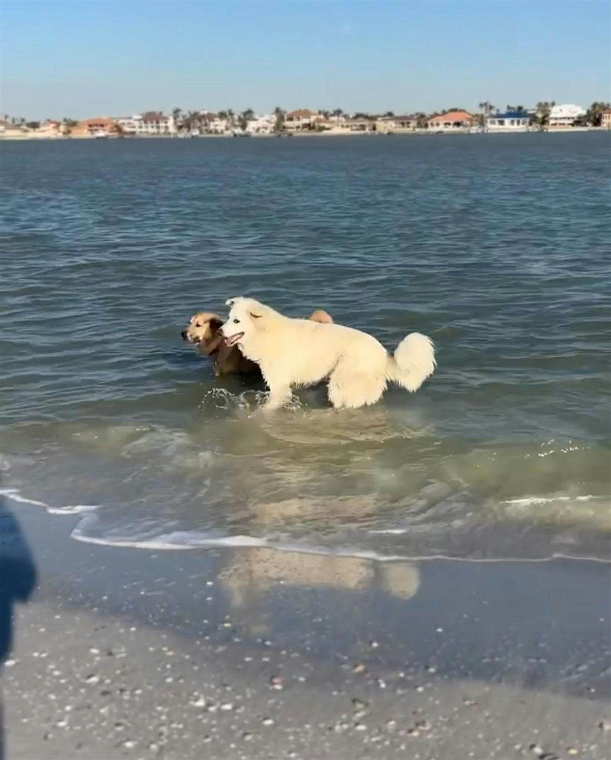 Walk & Dog Beach Day at Honeymoon Island, 10 August | Event in Dunedin | AllEvents