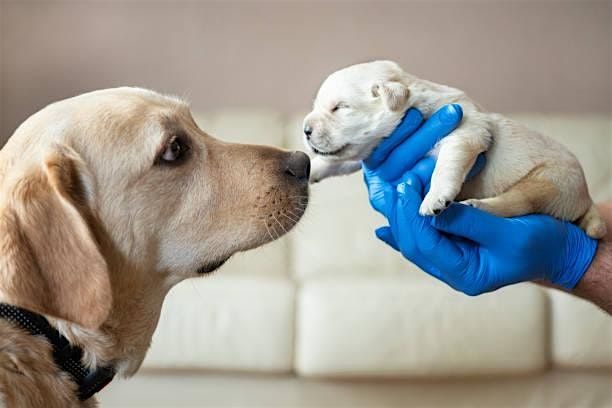Freedom Foundations: The Puppy Development Workshop!, 14 October | Event in Davidsonville | AllEvents