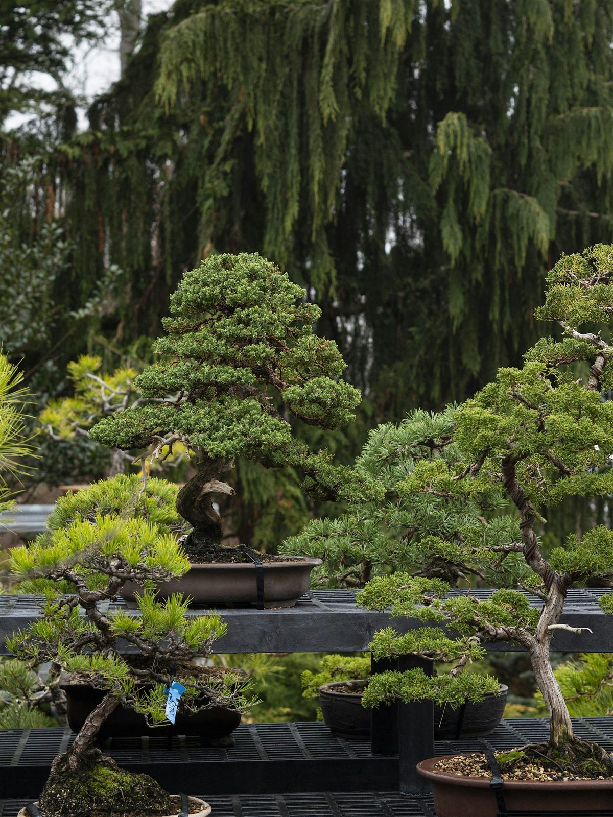 Third Annual Maple Leaf Bonsai Show, 1 November | Event in Pomona | AllEvents