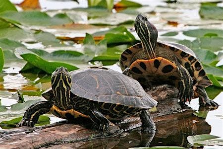 Turtle Paddle - 2025 - Sultana Education Foundation, 4 October | Event in Queen Anne | AllEvents