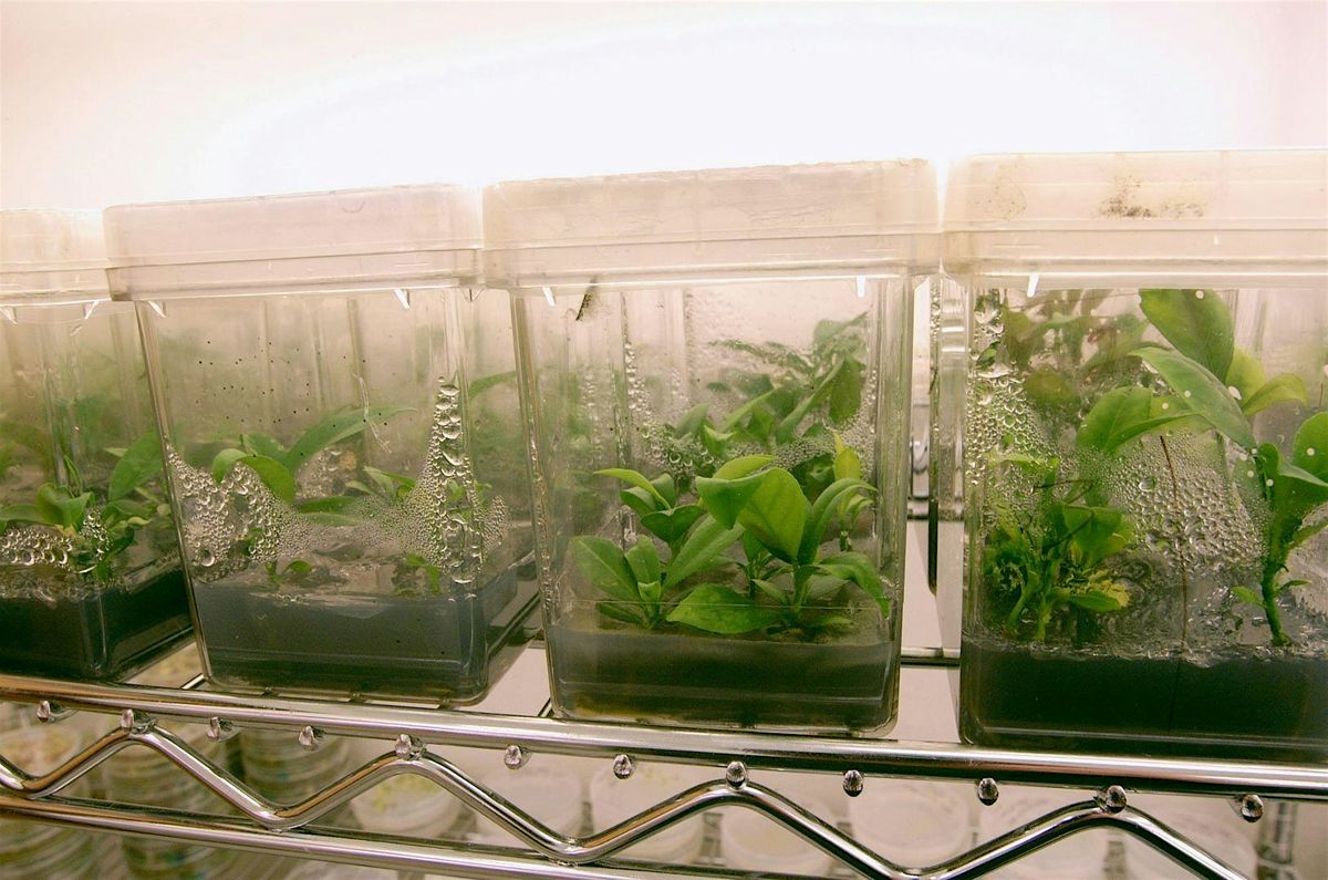 12-8-2025  Building and Caring for Terrariums, 8 December | Event in New Port Richey | AllEvents