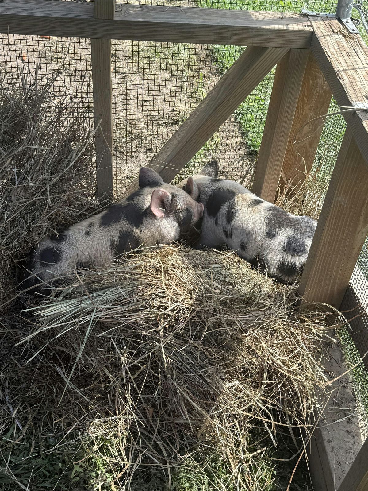 Picnic with the Pigs, 4 October | Event in Williamsburg | AllEvents