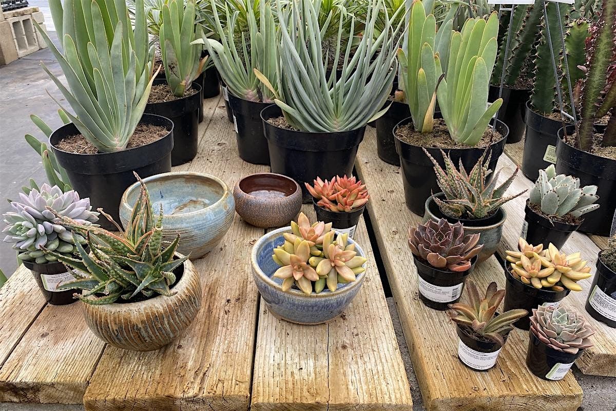 Hands-on Succulent Workshop, 25 October | Event in Mequon | AllEvents