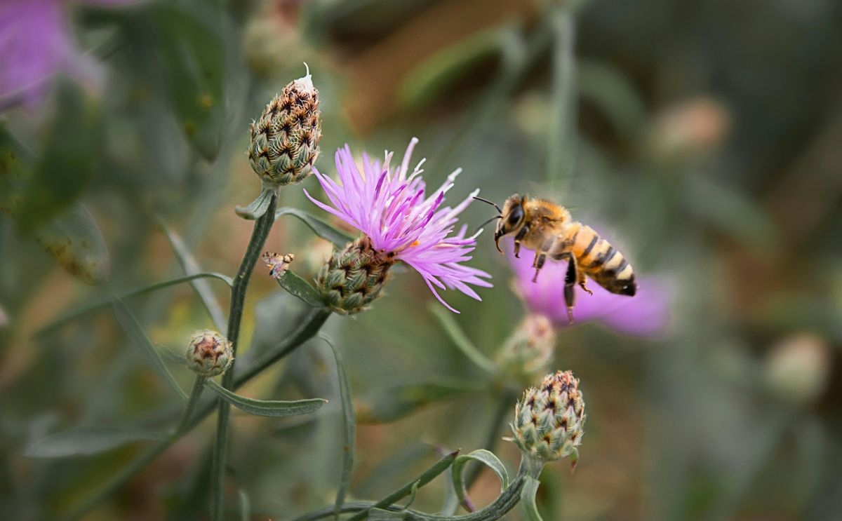 Bees and Bee-havior, 4 October | Event in Layton | AllEvents