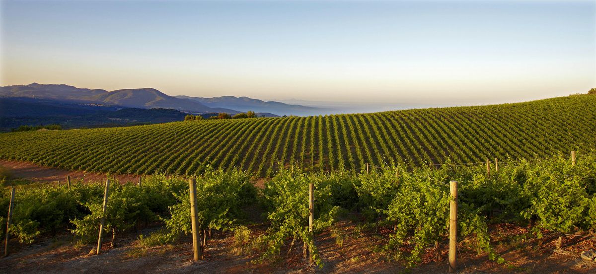 Skates on the Bay - Caymus Wine Dinner, 29 January | Event in Berkeley | AllEvents