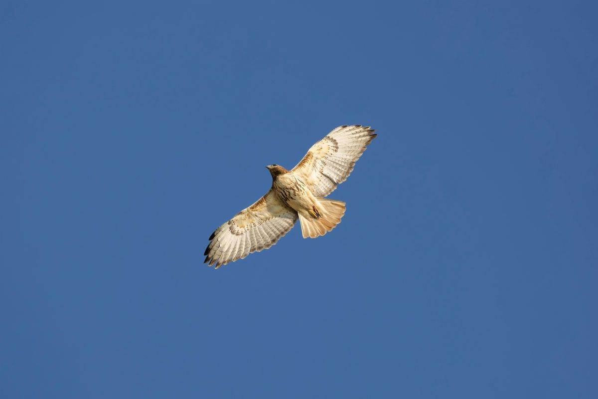 Hawkwatching at Grandfather Mountain, 17 September | Event in Linville | AllEvents