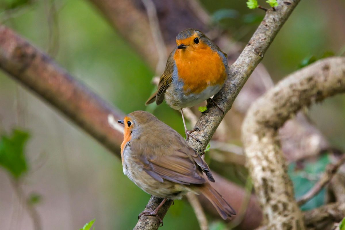 Forest Bathing and BIRD SPOTTING in STAMBOURNE WOODS, 2 November | Event in London | AllEvents