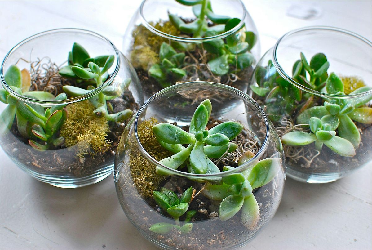 Terrarium Workshop By Weber's Nursery @ The Tasting Room, 31 August | Event in Berryville | AllEvents