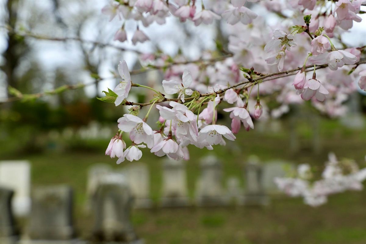A day at Mount Auburn Cemetery, 22 June | Event in Cambridge | AllEvents