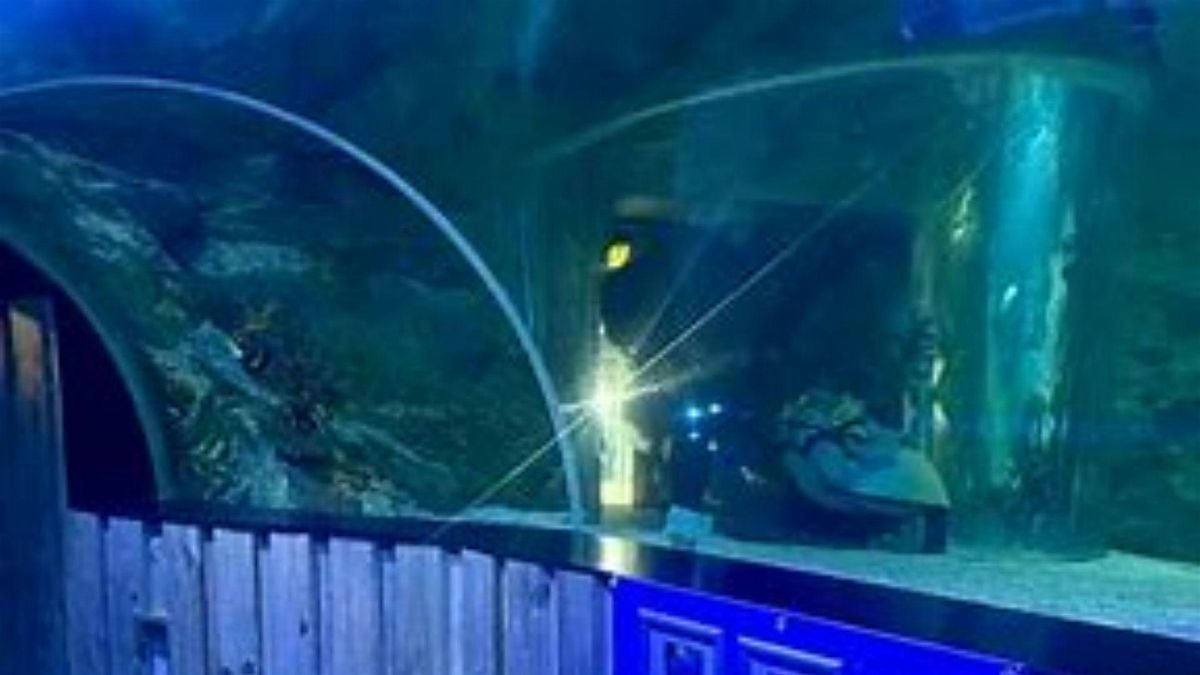 Southend-on-Sea SeaLife Adventure Tour (from Canterbury) | Event in Canterbury | AllEvents